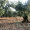 Insider Trip Calabria: August 2026 - Image 10