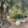 Insider Trip Calabria: August 2026 - Image 4